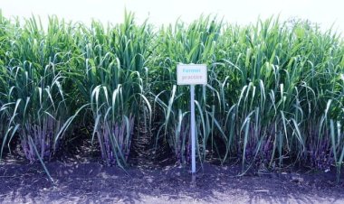 यूपीएल ने शाश्वत मिठास से लिखी टिकाऊ कृषि की नई कहानी